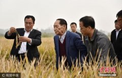 袁隆平团队沙漠种植水稻成功 最高亩产超